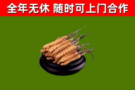 赣州烟酒回收冬虫夏草.jpg